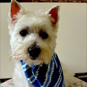 Designer set of 2 Bandana’s. Self-Lined 2” Casing for collar.